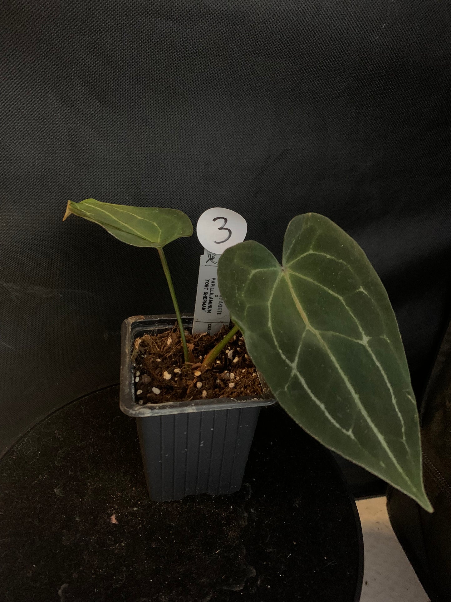 Anthurium Ace of Spagetii x Papillilaminum 'Fort Sherman'
