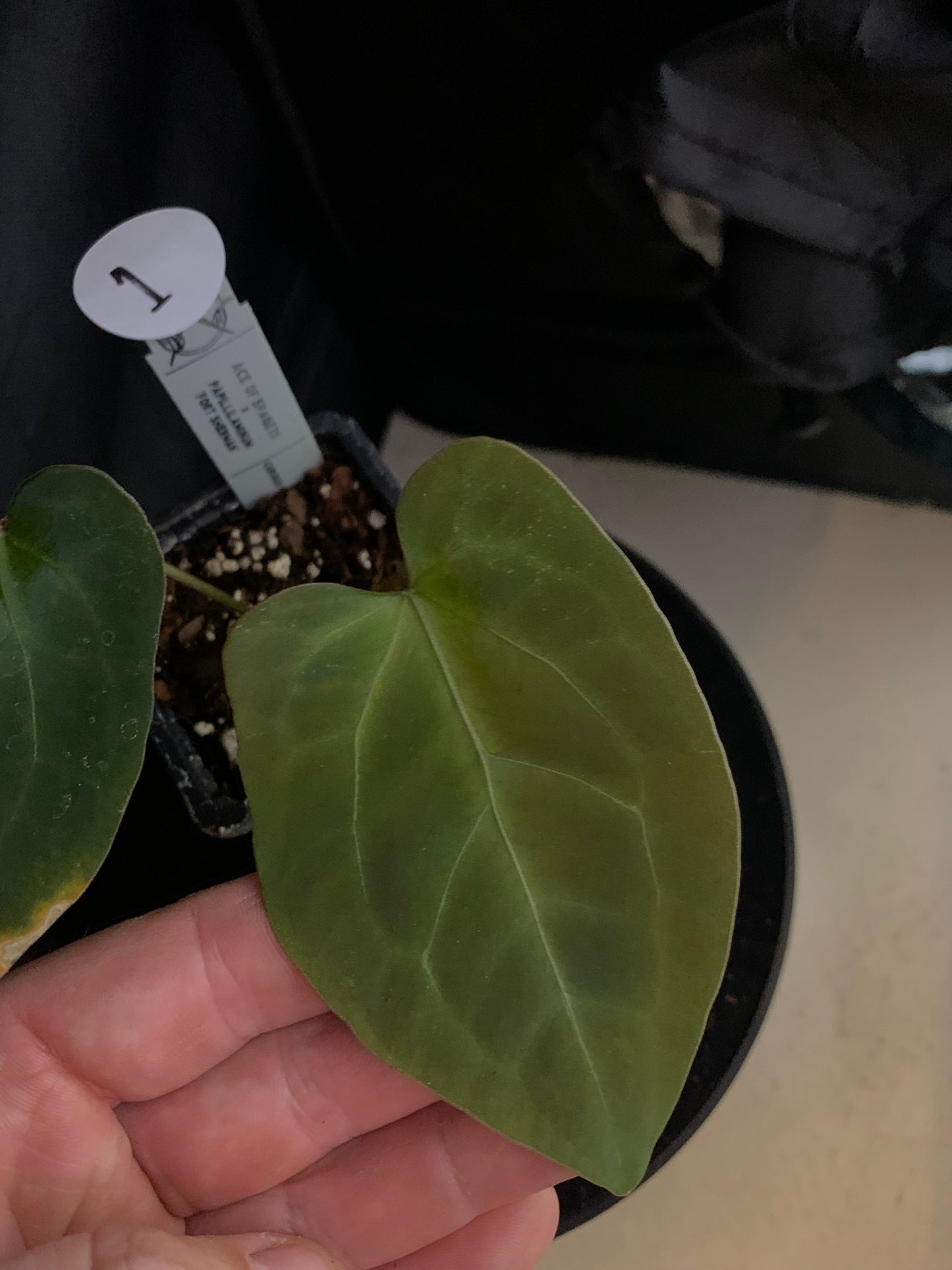 Anthurium Ace of Spagetii x Papillilaminum 'Fort Sherman'