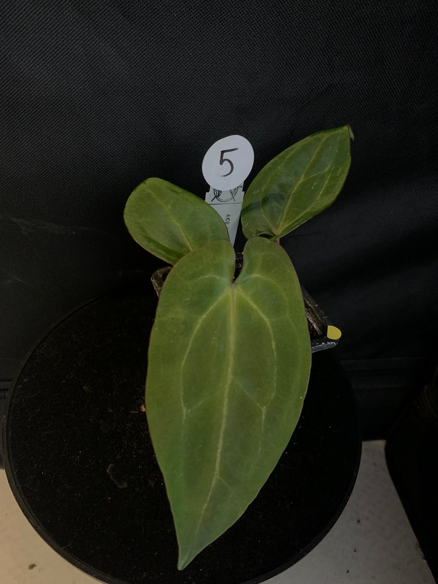 Anthurium Ace of Spagetii x Papillilaminum 'Fort Sherman'