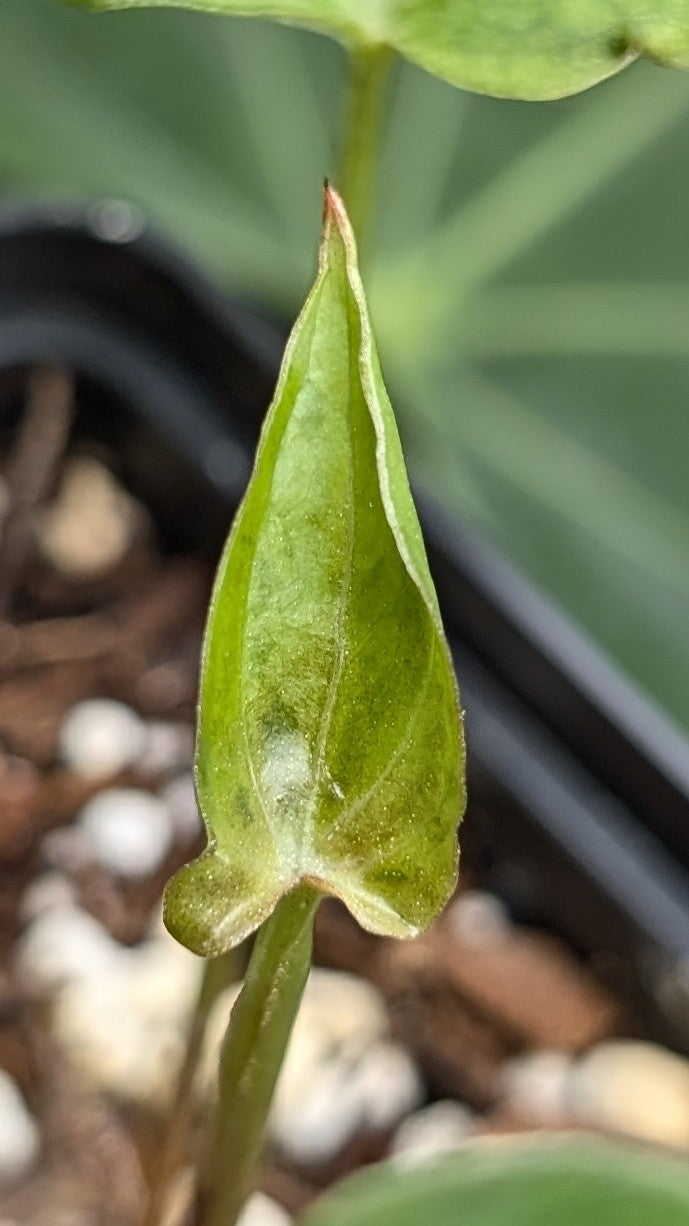 Doc Block Black Widow 13x43 Clone 2 (variegated emergents)