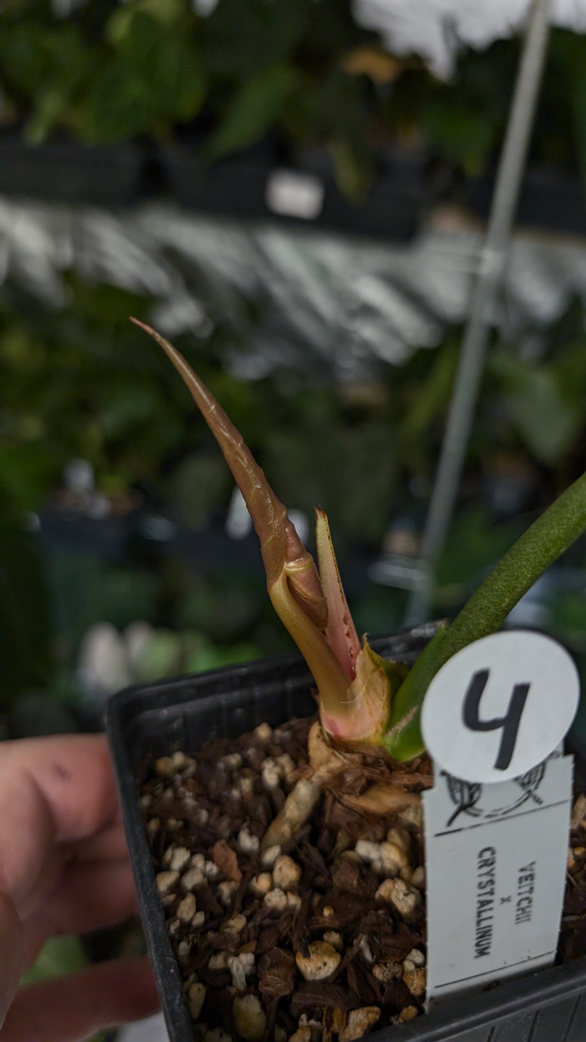 Anthurium Veitchii x Cystallinum