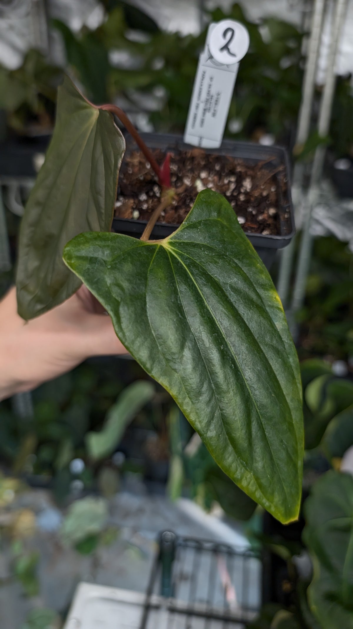 Anthurium 'Steelfin' clone