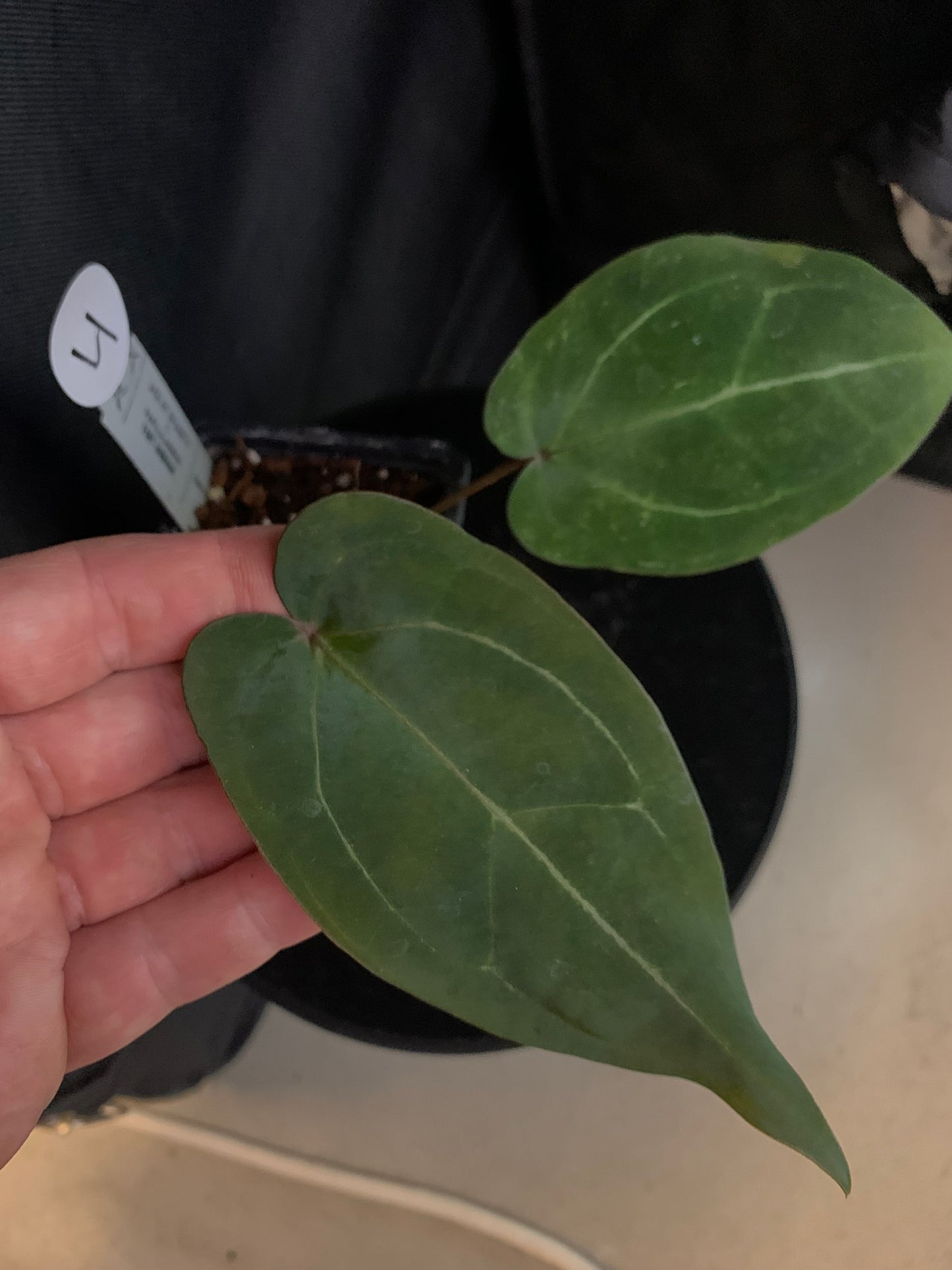 Anthurium Ace of Spagetii x Papillilaminum 'Fort Sherman'
