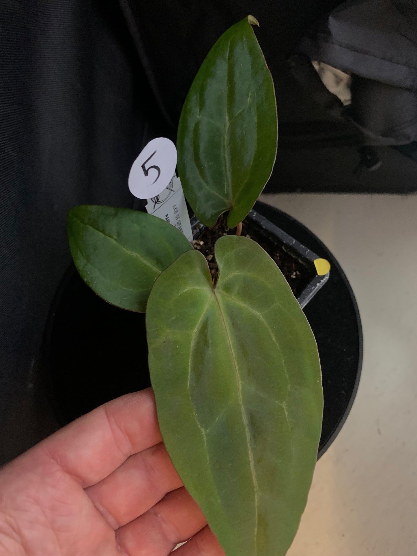 Anthurium Ace of Spagetii x Papillilaminum 'Fort Sherman'