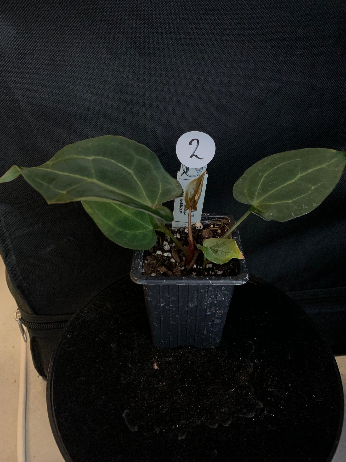 Anthurium Ace of Spagetii x Papillilaminum 'Fort Sherman'