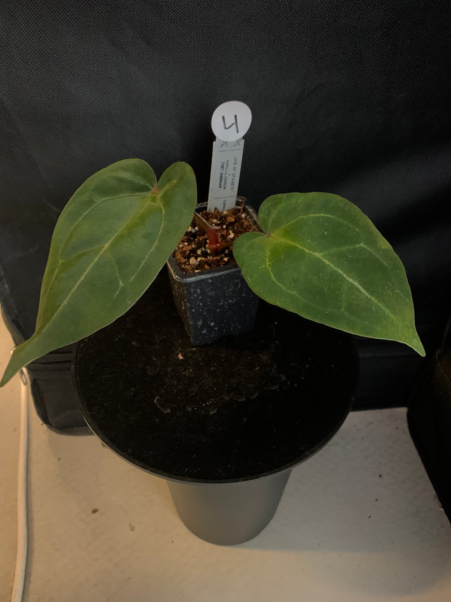 Anthurium Ace of Spagetii x Papillilaminum 'Fort Sherman'
