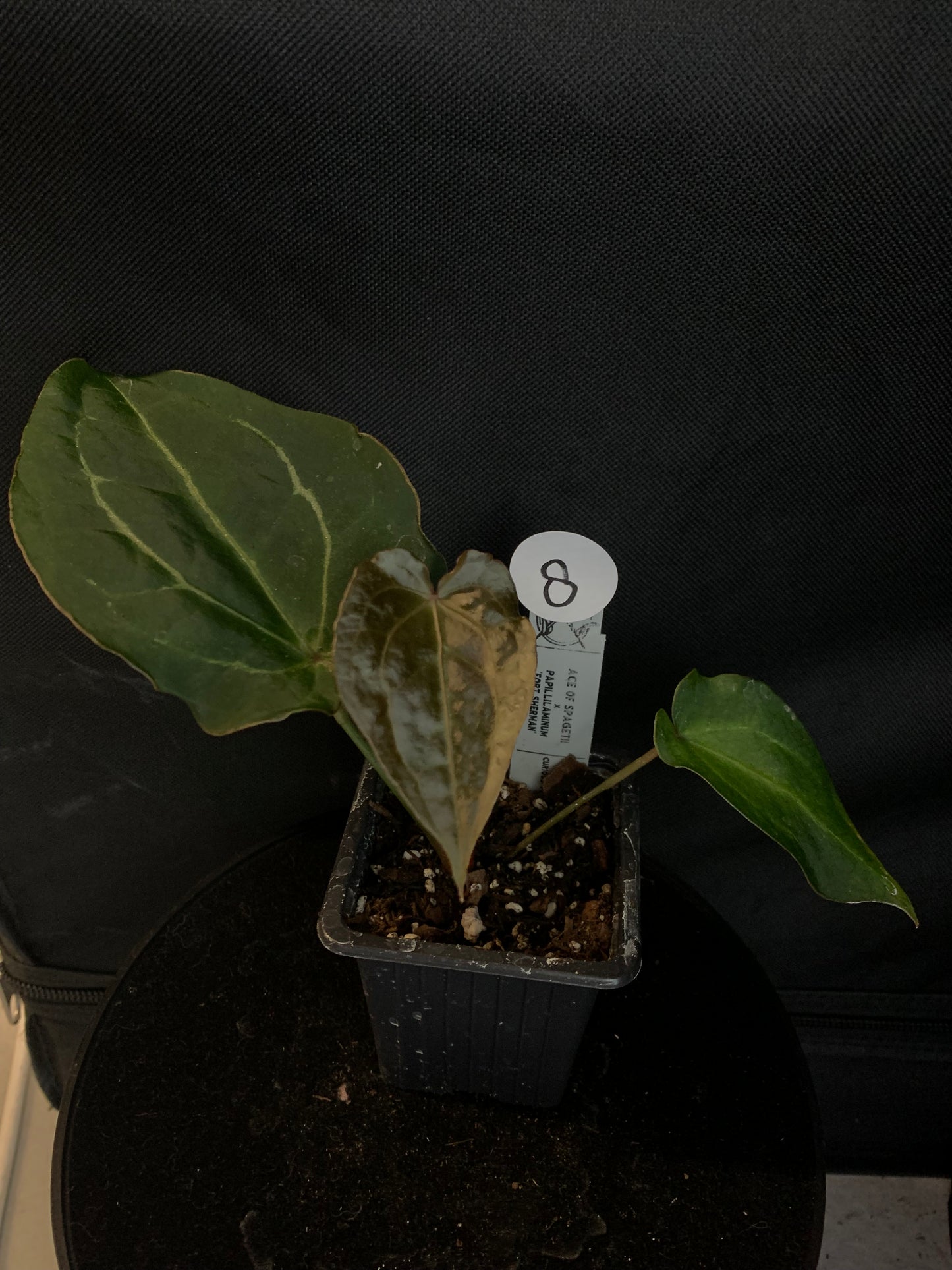 Anthurium Ace of Spagetii x Papillilaminum 'Fort Sherman'
