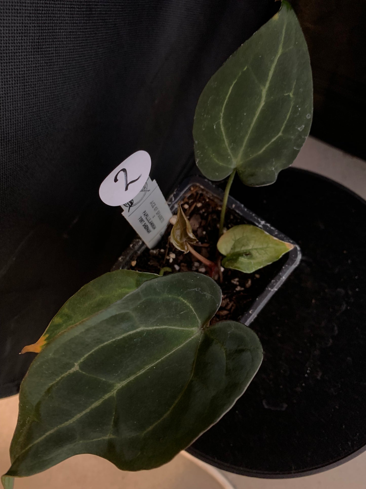 Anthurium Ace of Spagetii x Papillilaminum 'Fort Sherman'