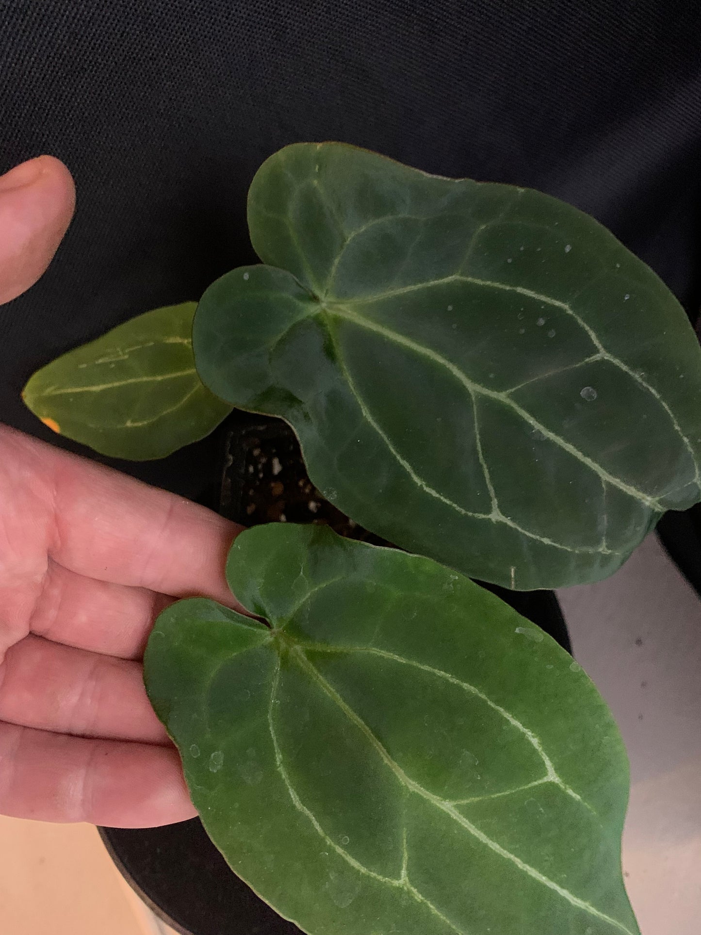 Anthurium Ace of Spagetii x Papillilaminum 'Fort Sherman'