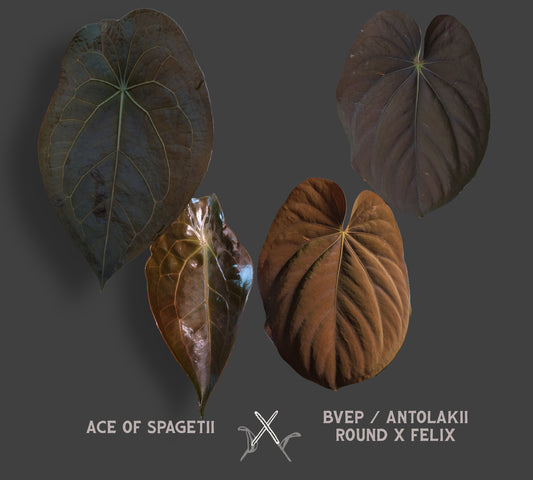 Anthurium Ace of Spagetii x BVEP 'Round x Felix'