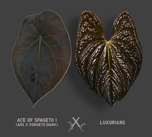 Anthurium 'Ace of Spagetii' x Luxurians