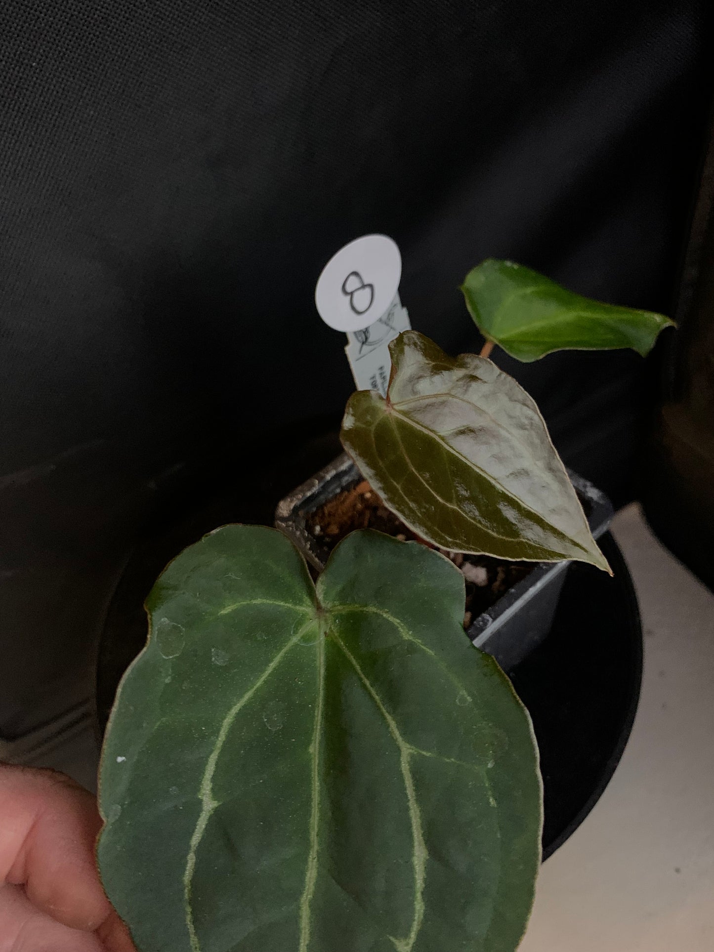 Anthurium Ace of Spagetii x Papillilaminum 'Fort Sherman'