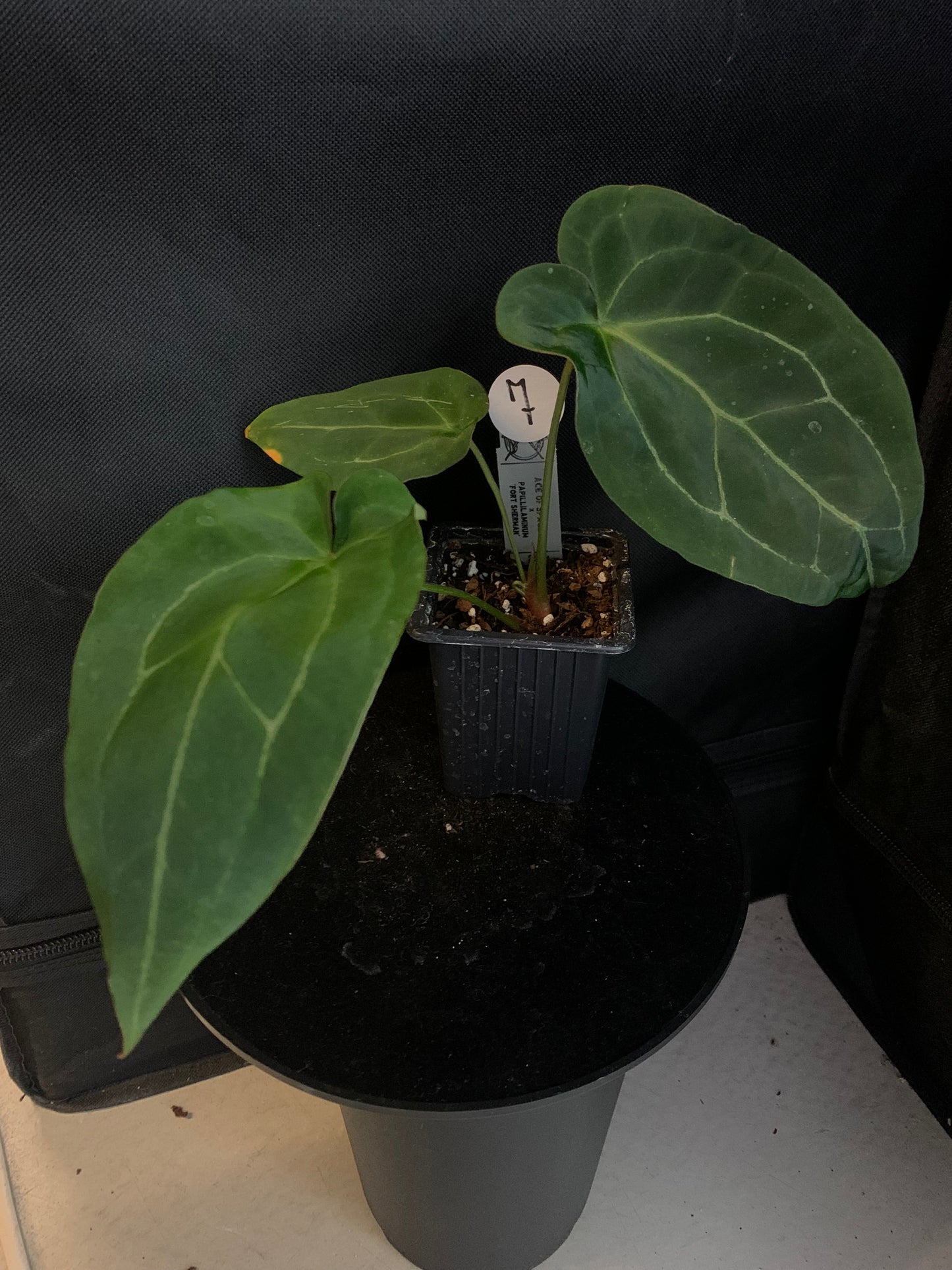 Anthurium Ace of Spagetii x Papillilaminum 'Fort Sherman'