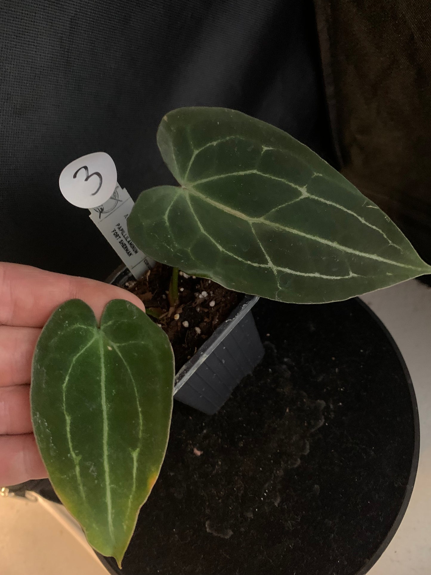 Anthurium Ace of Spagetii x Papillilaminum 'Fort Sherman'