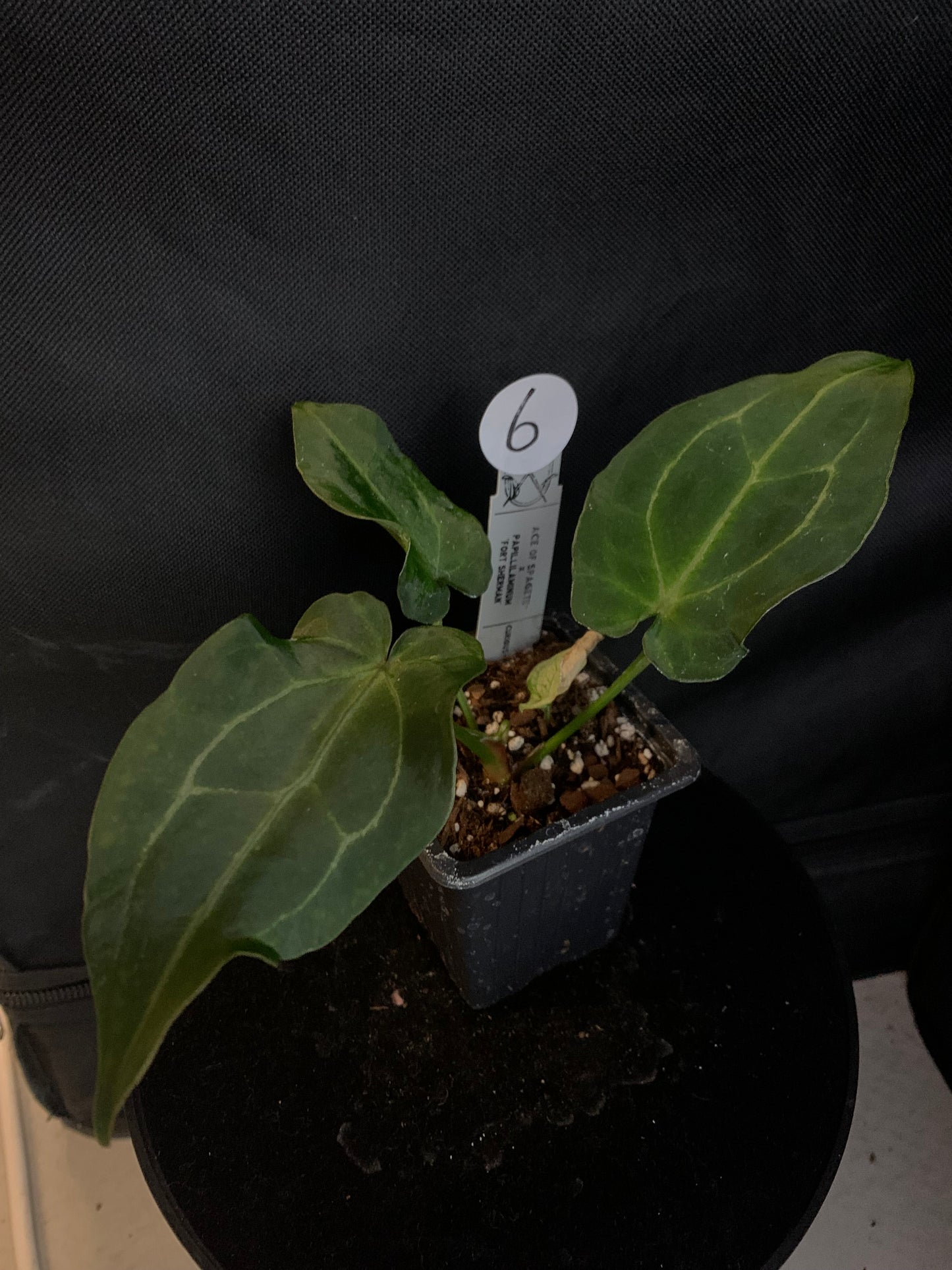Anthurium Ace of Spagetii x Papillilaminum 'Fort Sherman'