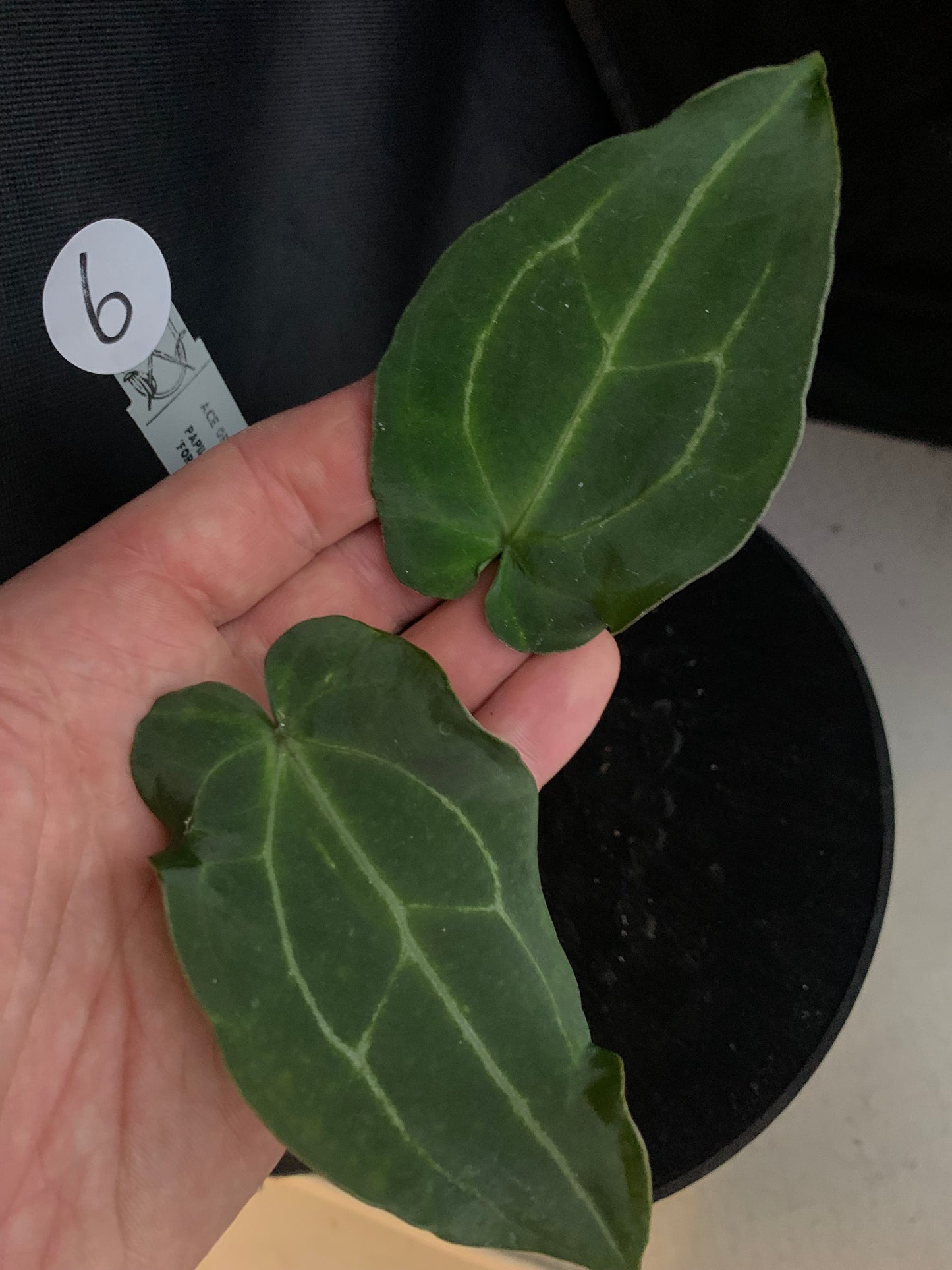 Anthurium Ace of Spagetii x Papillilaminum 'Fort Sherman'
