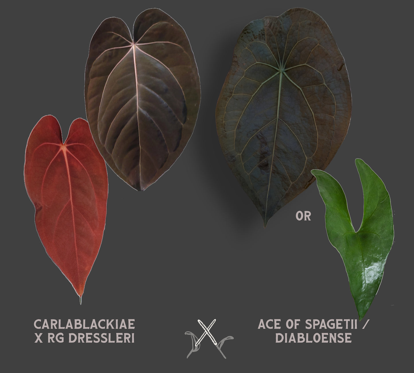 Anthurium (Carlablackiae x Dressleri Rio Guanche) X 'Ace of Spagetii'
