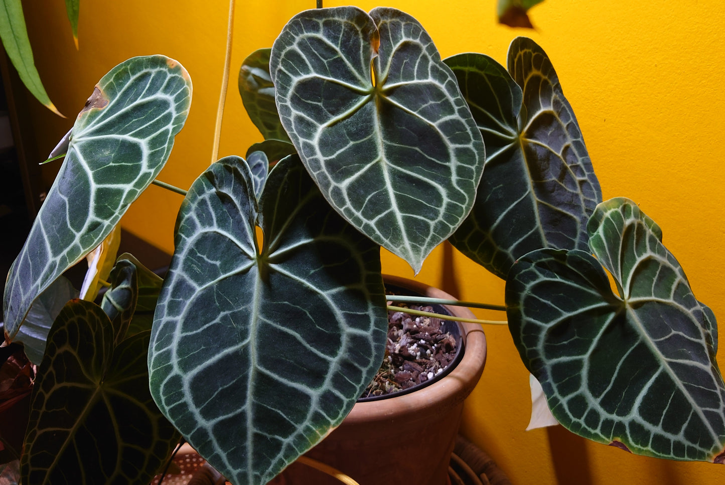 Variegated Anthurium Pterodactyl variegata x Clarinervium