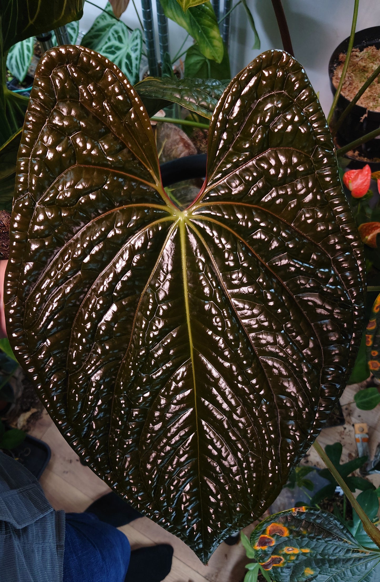 Anthurium Luxurians x Papillilaminum 'Fort Sherman'