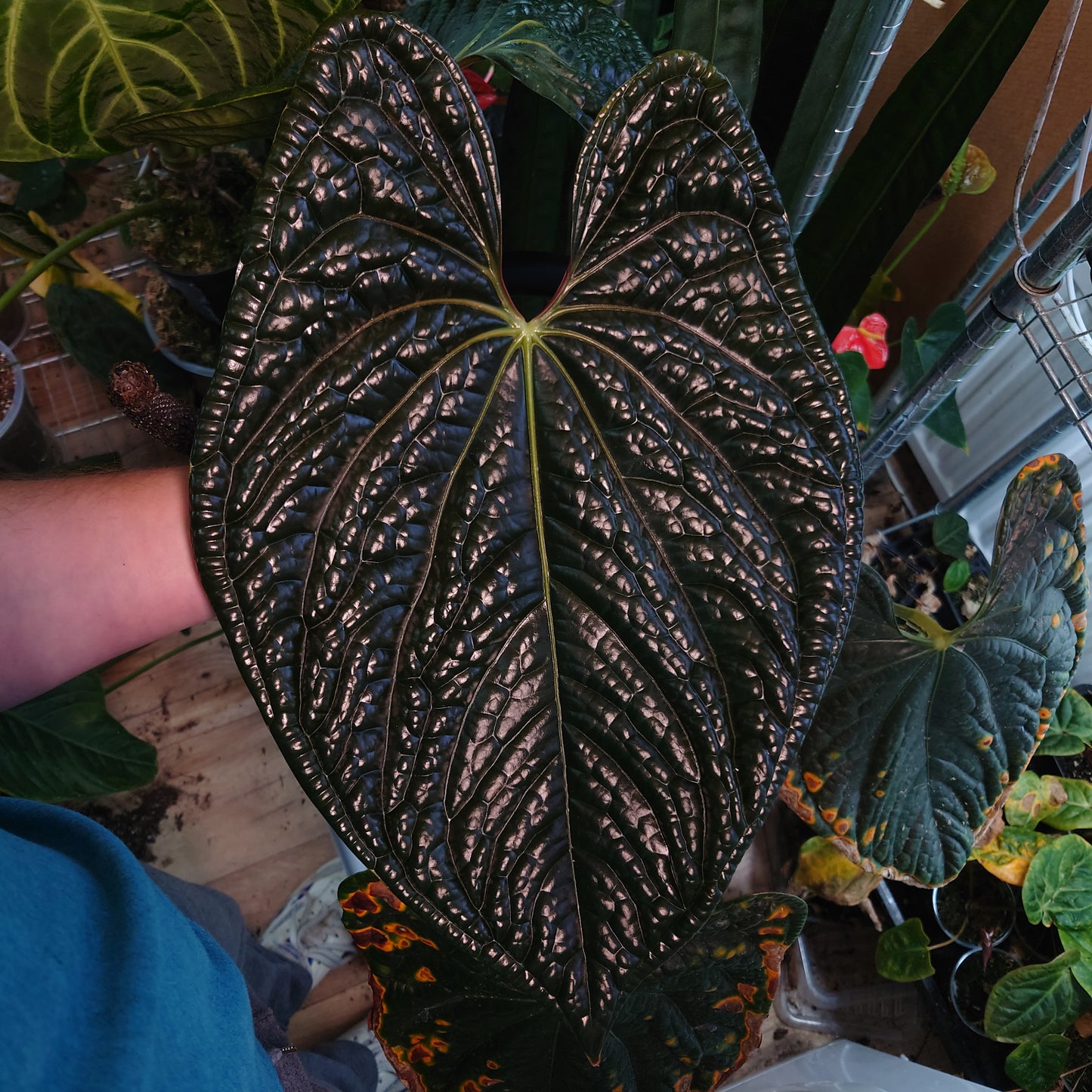 Anthurium Luxurians x Papillilaminum 'Fort Sherman'