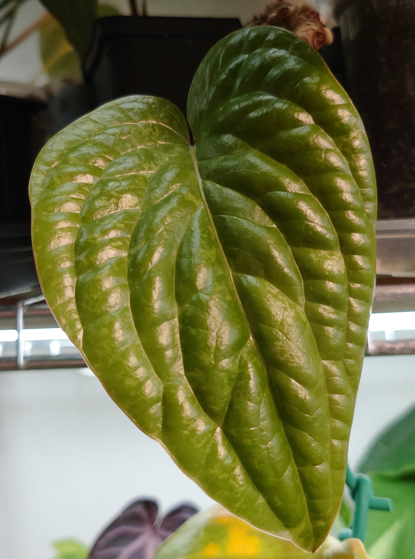 Anthurium Veitchii x Forgetii Silver