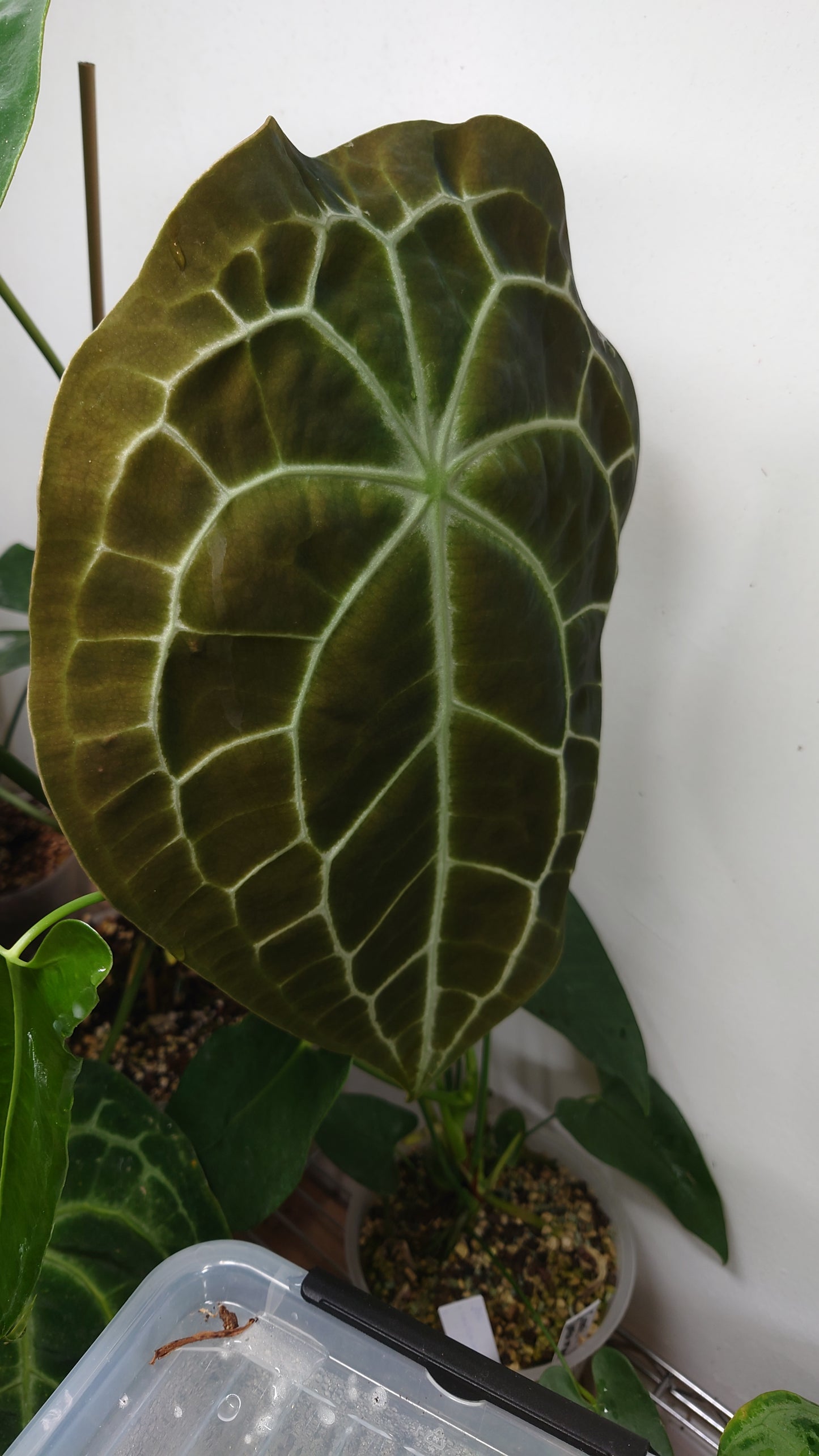 Anthurium Veitchii x Forgetii Silver
