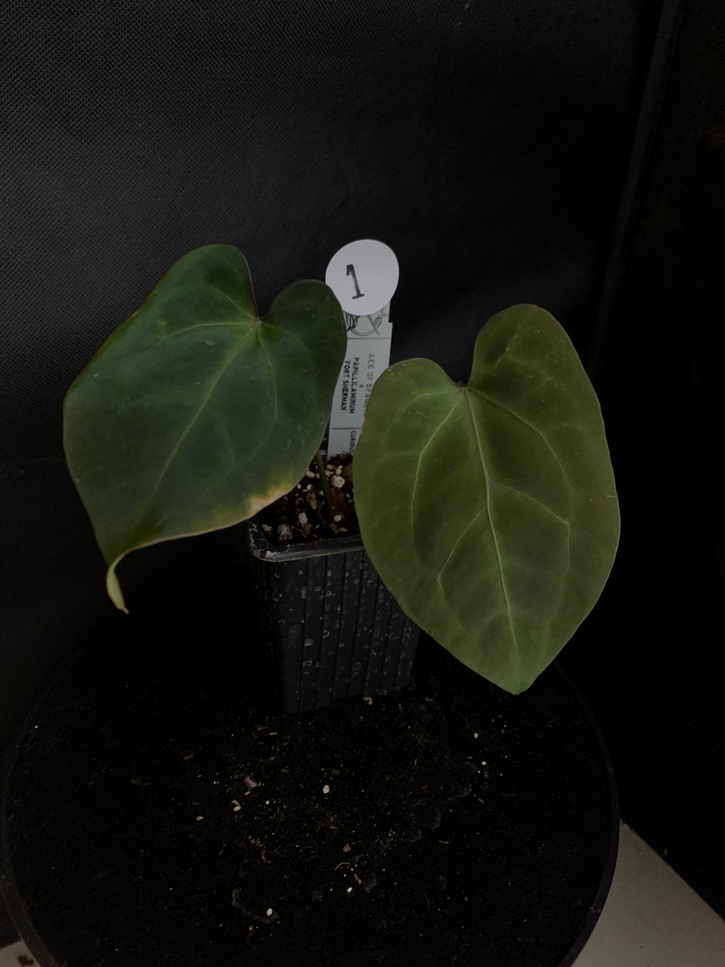Anthurium Ace of Spagetii x Papillilaminum 'Fort Sherman'
