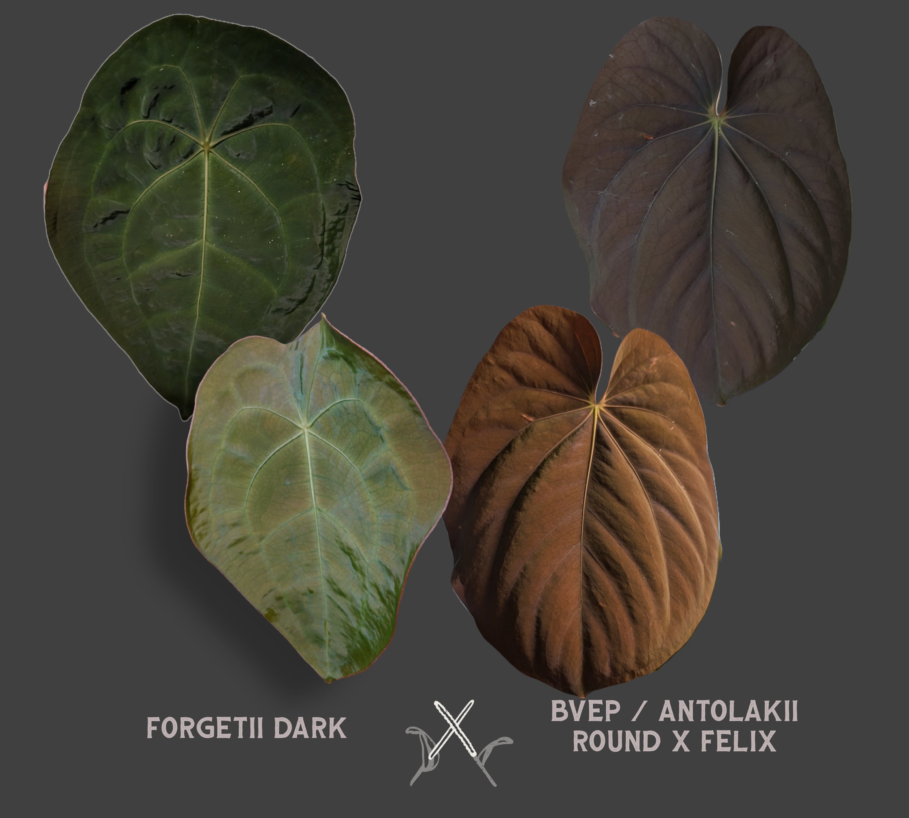 Anthurium Forgetii dark form x BVEP 'Round x Felix' – Curious Plants