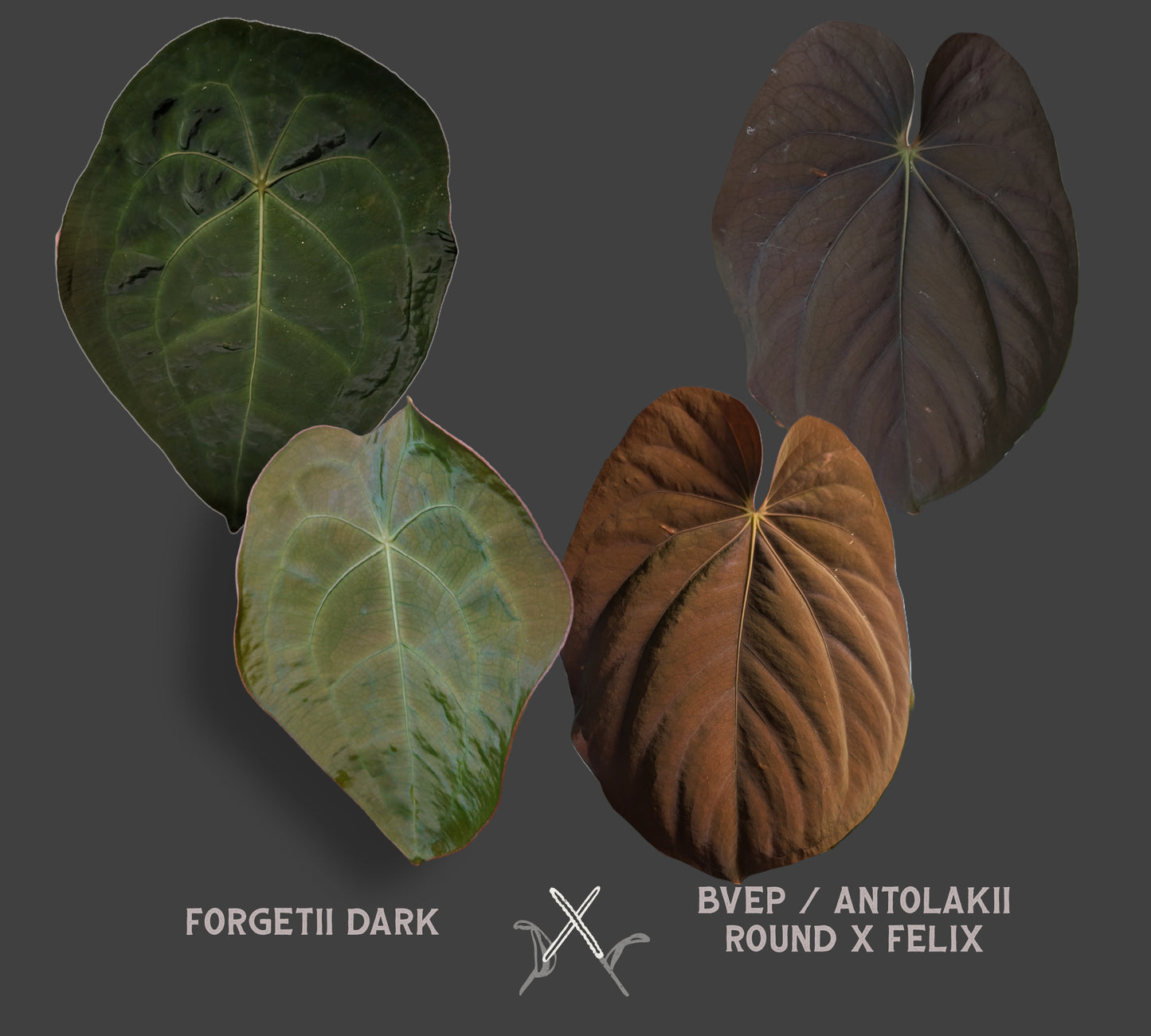 Anthurium Forgetii dark form x BVEP 'Round x Felix'