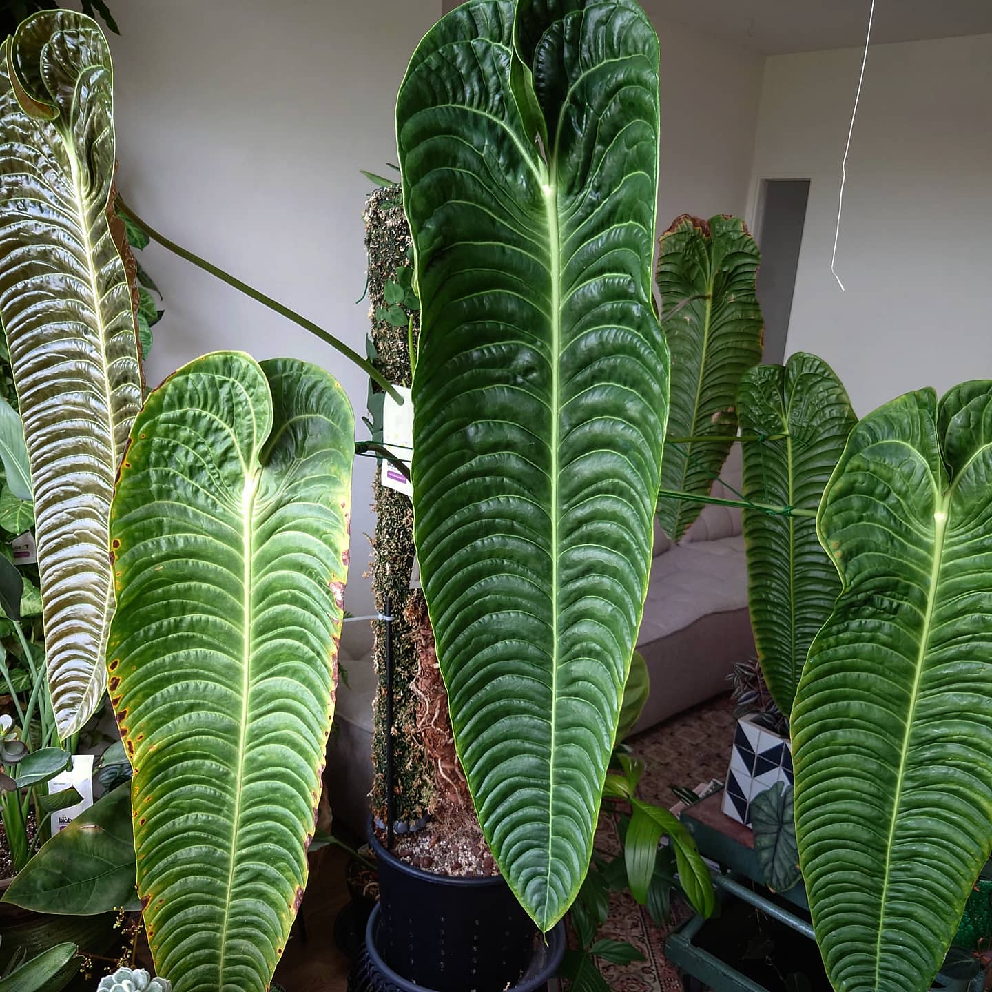 Anthurium Veitchii x Forgetii Silver
