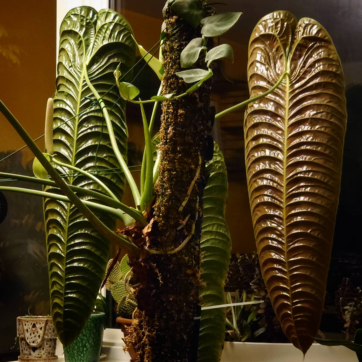 Anthurium Veitchii x Forgetii Silver