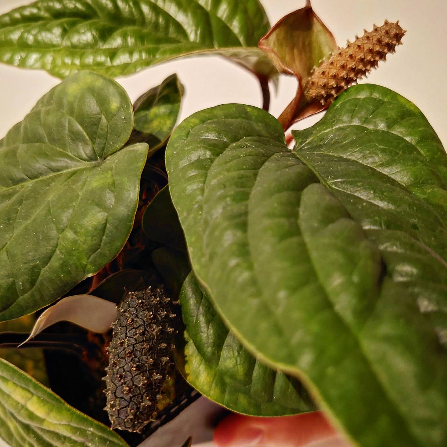 Anthurium Veitchii x Forgetii Silver