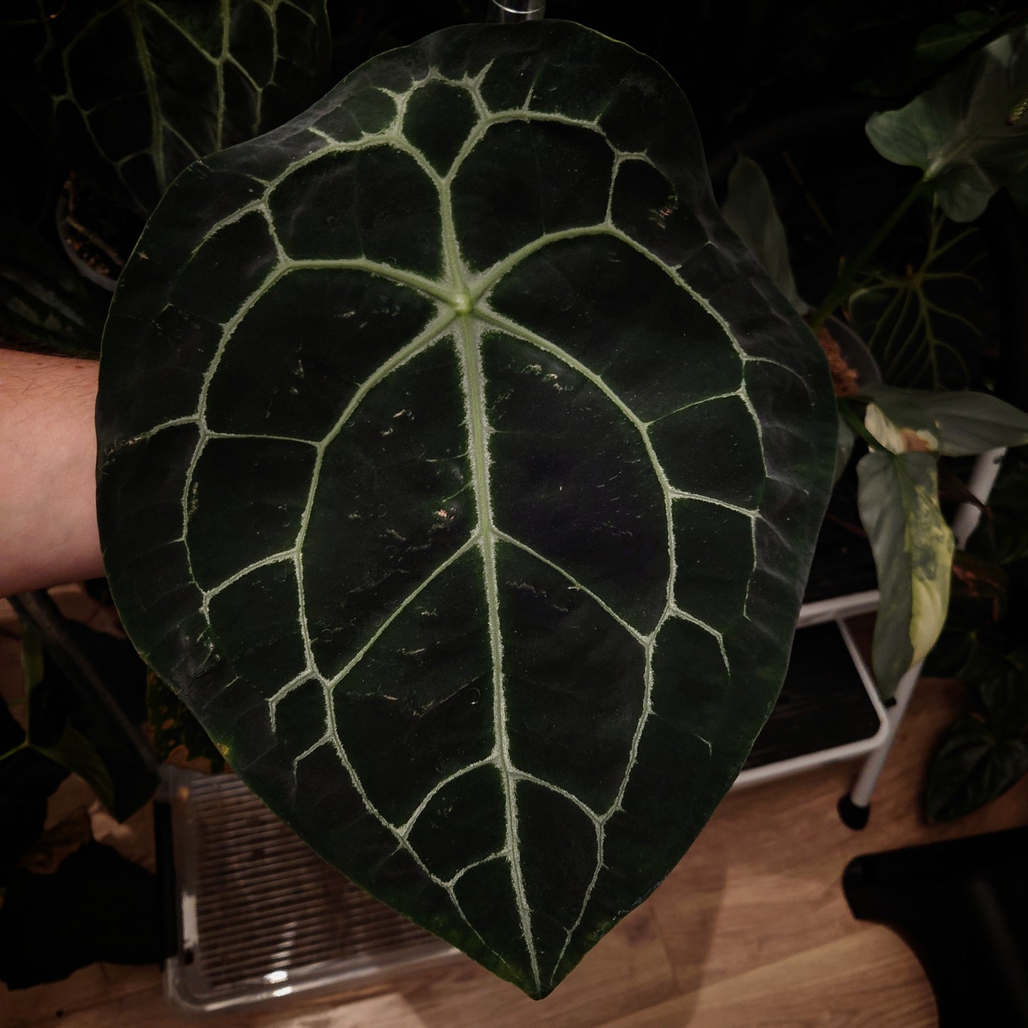 Anthurium Veitchii x Forgetii Silver