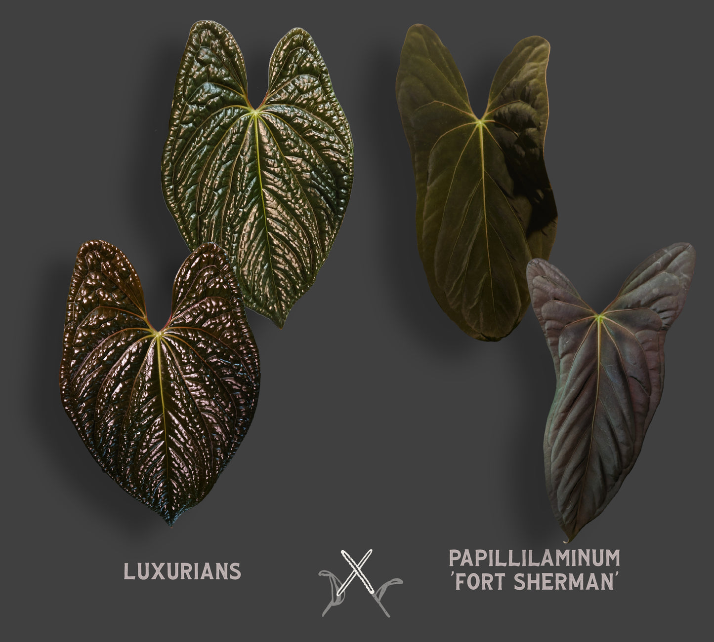 Anthurium Luxurians x Papillilaminum 'Fort Sherman'