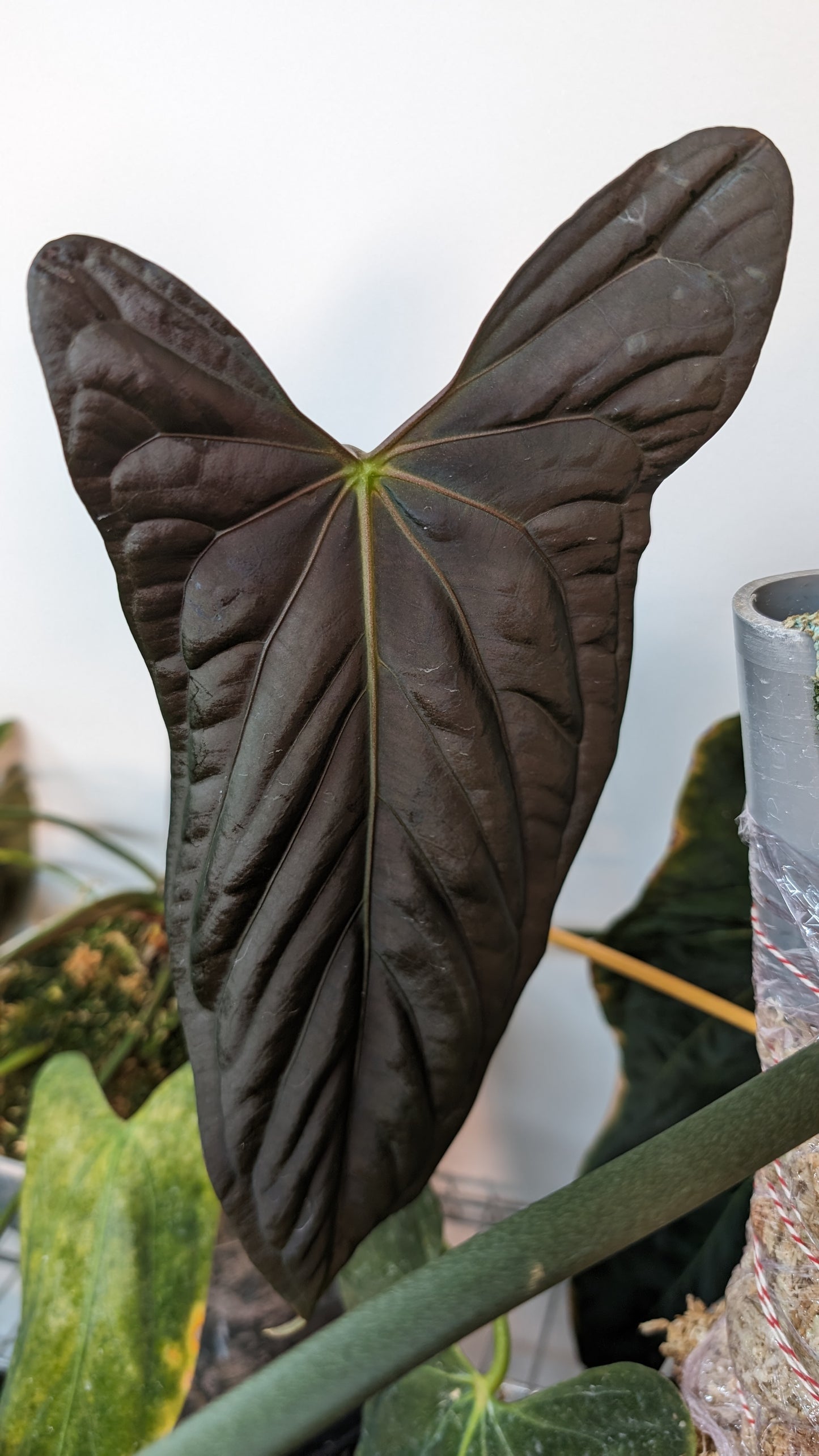 Anthurium Papillilaminum 'Fort Sherman'