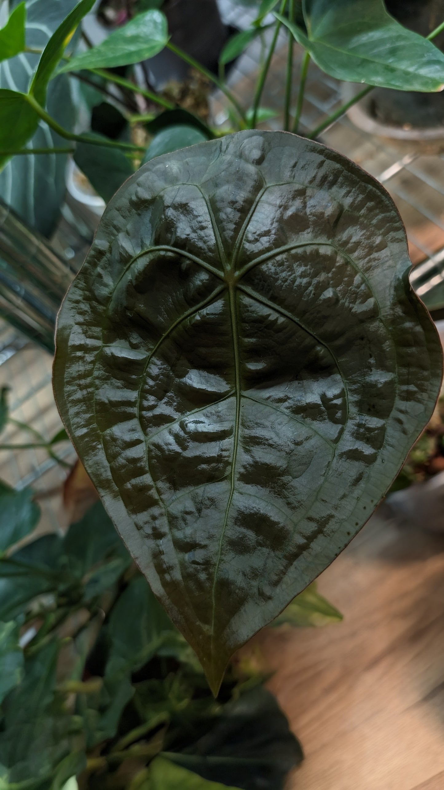 Anthurium Doc Block Zara x Michelle 'selected dark form' x Forgetii Dark