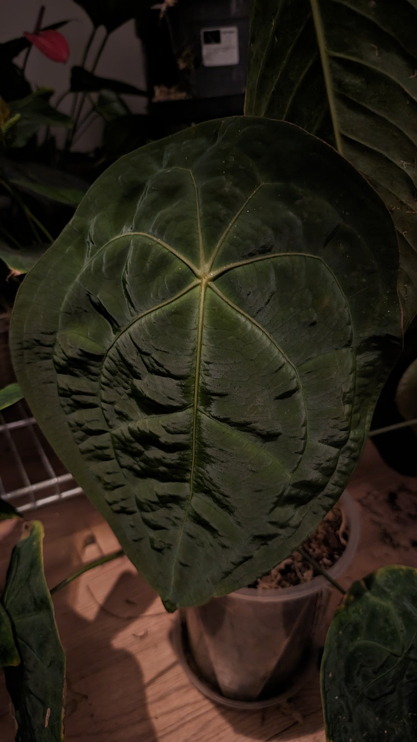 Anthurium Doc Block Zara x Michelle 'selected dark form' x Forgetii Dark