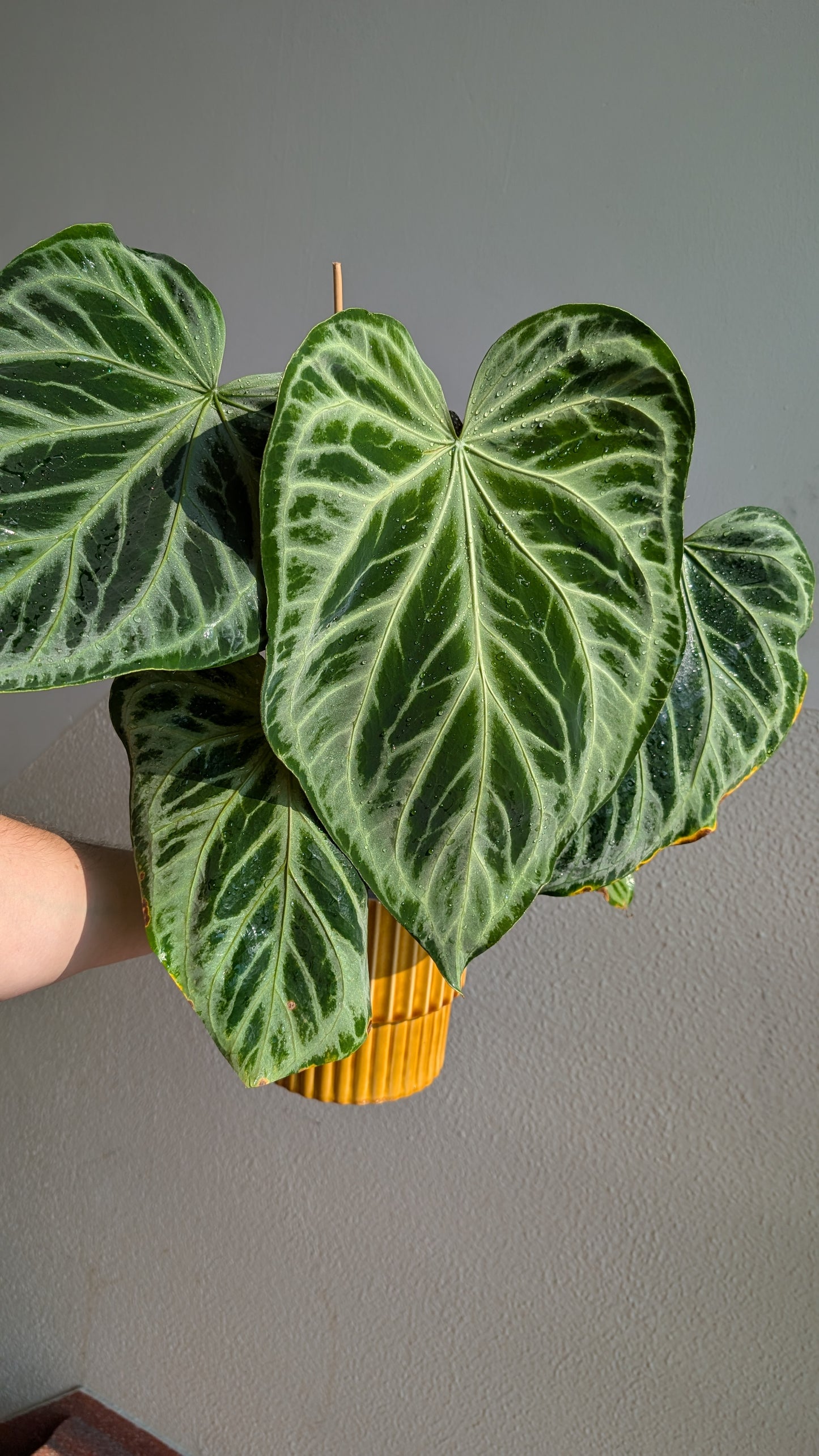 Anthurium Regale 'Dream Catcher' x 'Silver Shield'