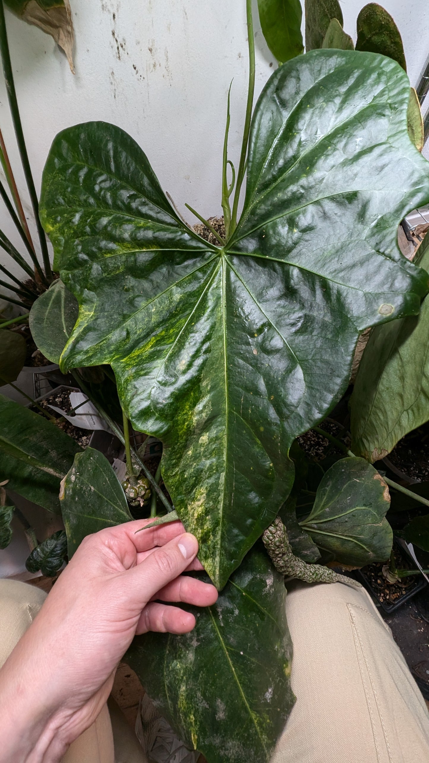 Anthurium Pterodactyl x Clarinervium