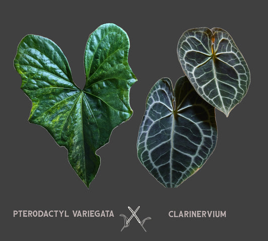 Anthurium Pterodactyl x Clarinervium