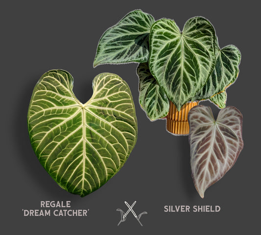 Anthurium Regale 'Dream Catcher' x 'Silver Shield'