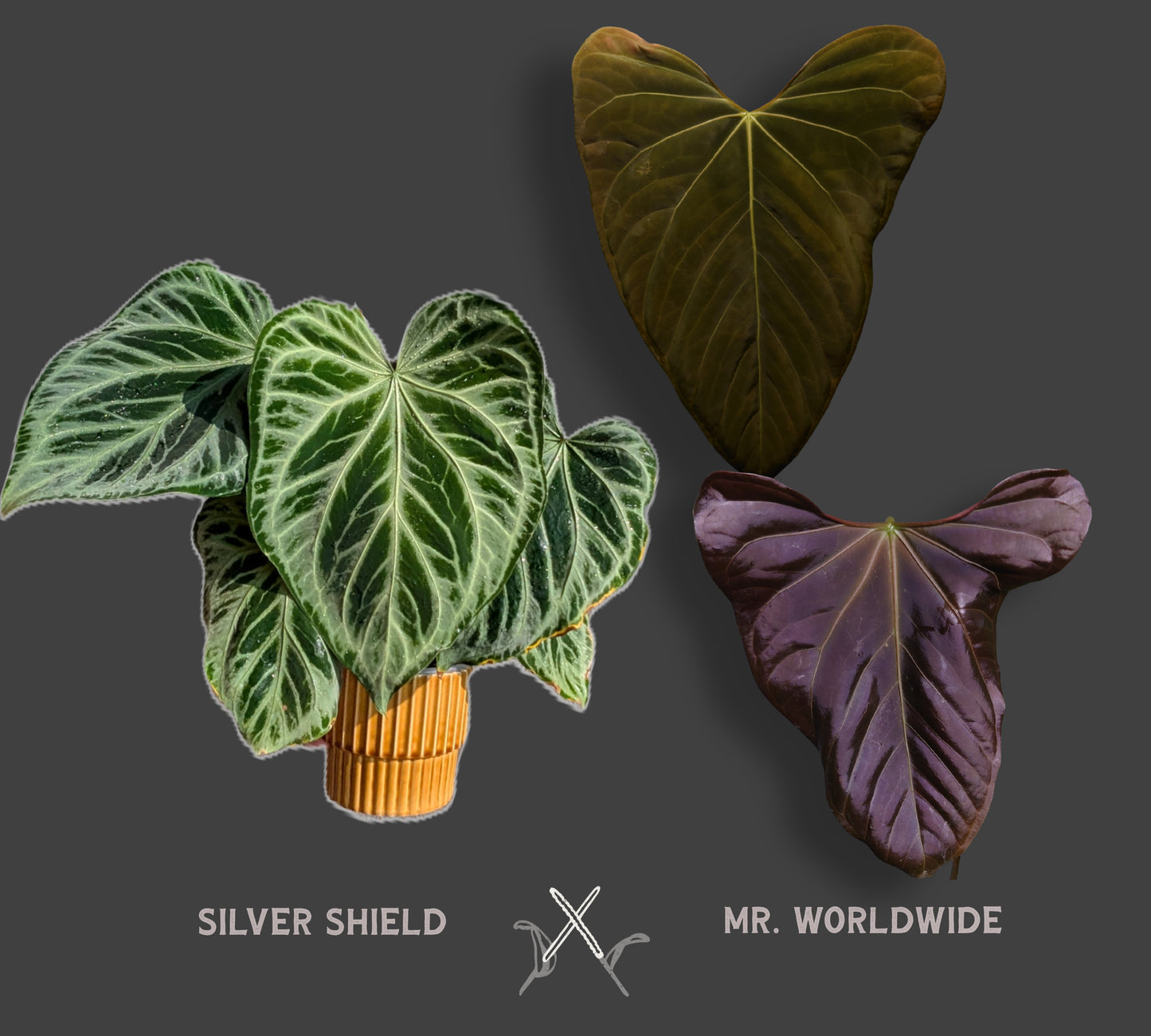Anthurium 'Silver Shield' x 'Mr. Worldwide'