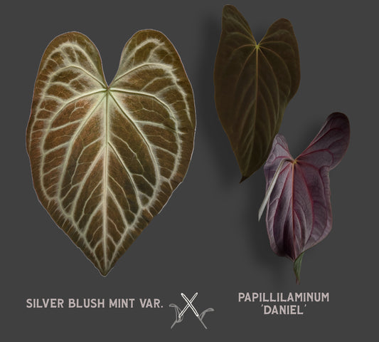 Anthurium Silver Blush Mint variegated x Papillilaminum 'Daniel'