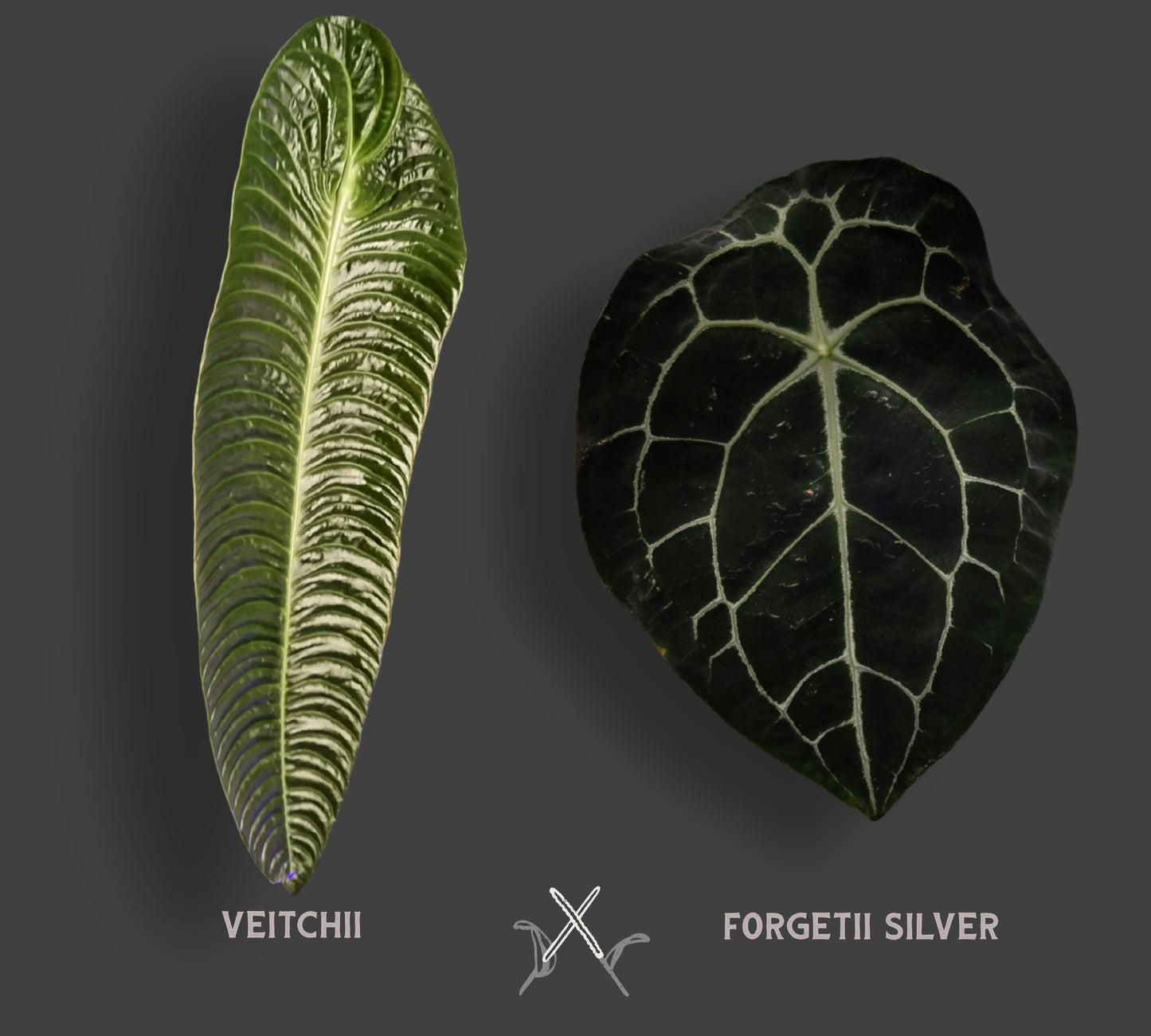 Anthurium Veitchii x Forgetii Silver