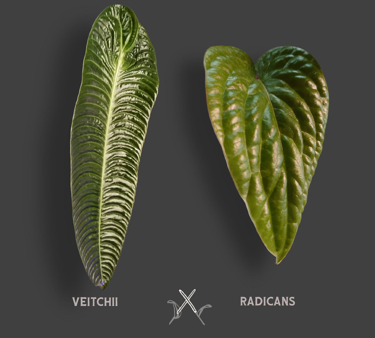 Anthurium Veitchii x Radicans (Unique Curious Plants-cross)