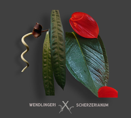 Anthurium Wendlingeri x Scherzerianum