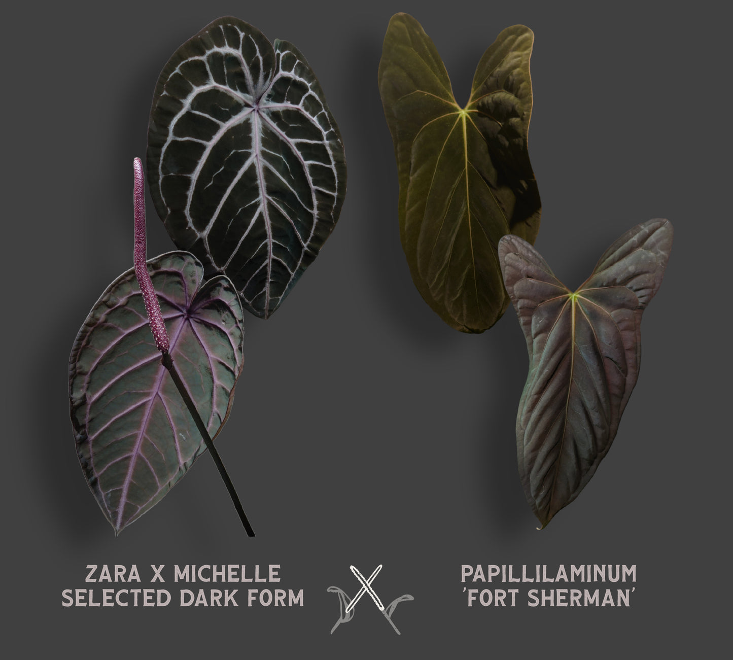 Anthurium Zara x Michelle x Papillilaminum Fort Sherman