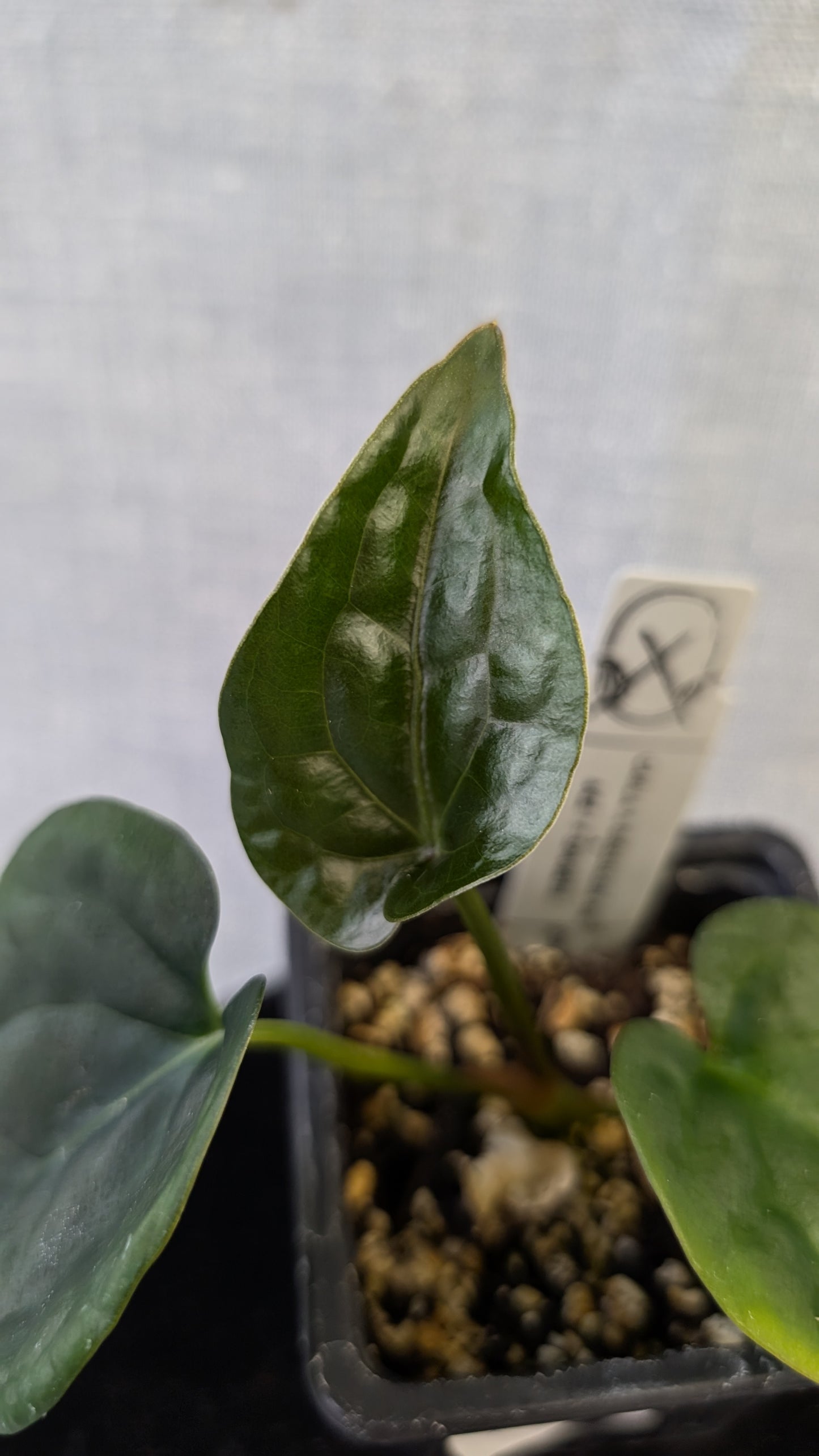 Anthurium (Carlablackiae x Dressleri Rio Guanche) X 'Ace of Spagetii'