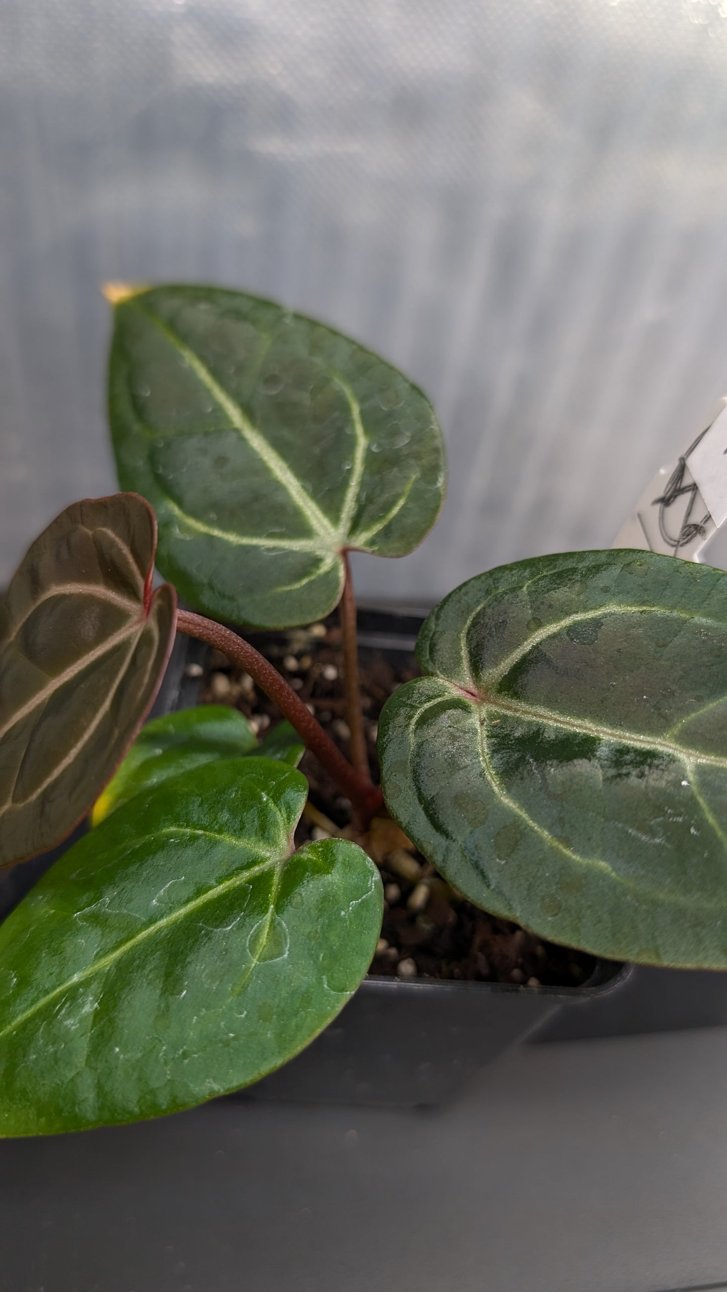 Anthurium Doc Block Zara x Michelle 'Selected Dark Form' x Besseae aff. 'Black Pillow'