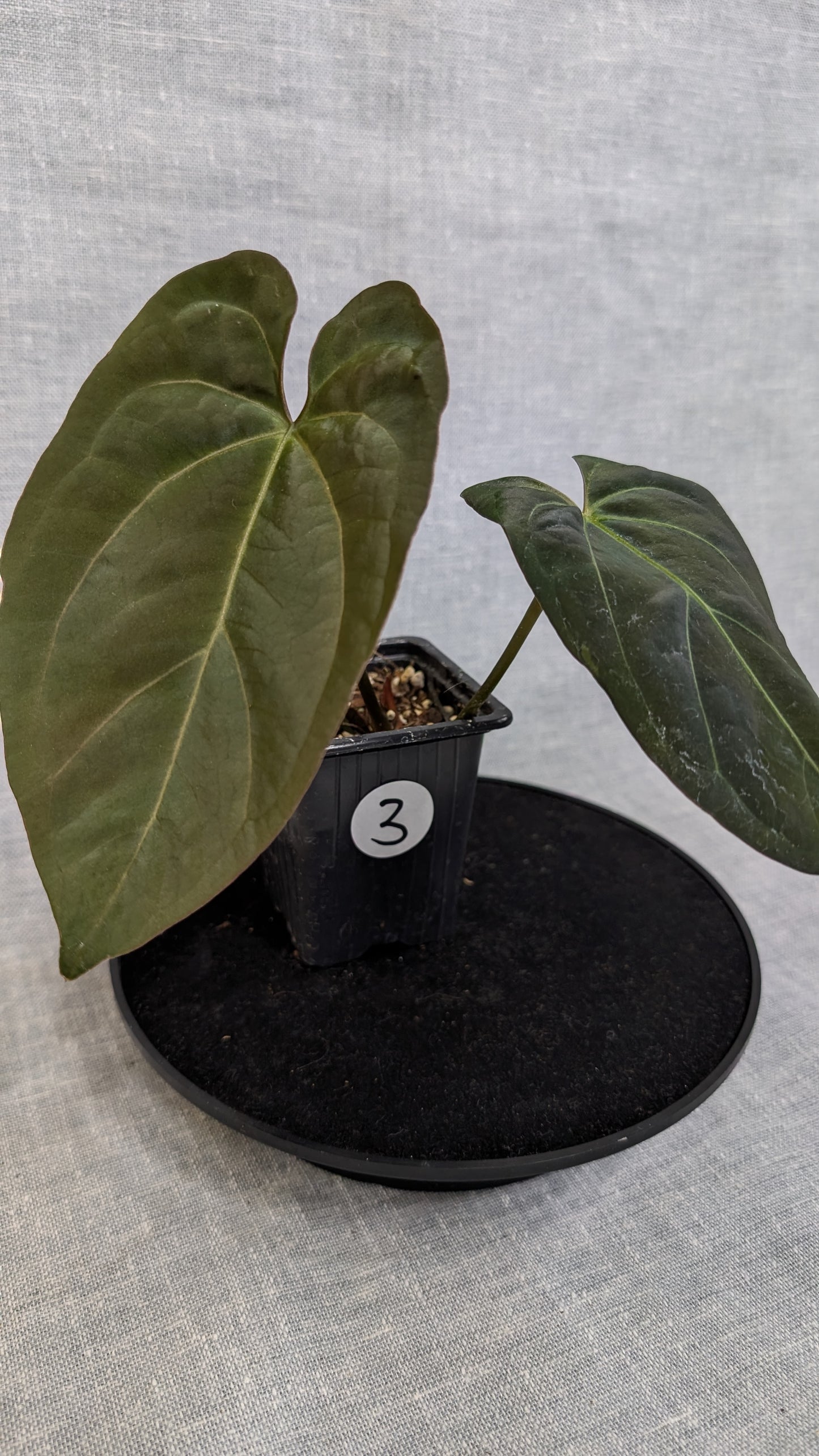 Anthurium Goliath x Red Spider